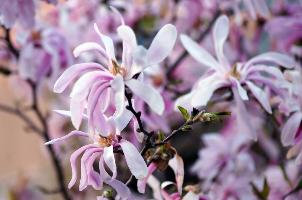 Магнолия / Magnolia