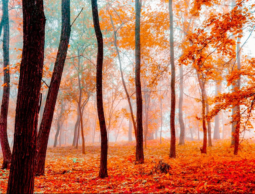 Photograph by Татьяна Слободчикова