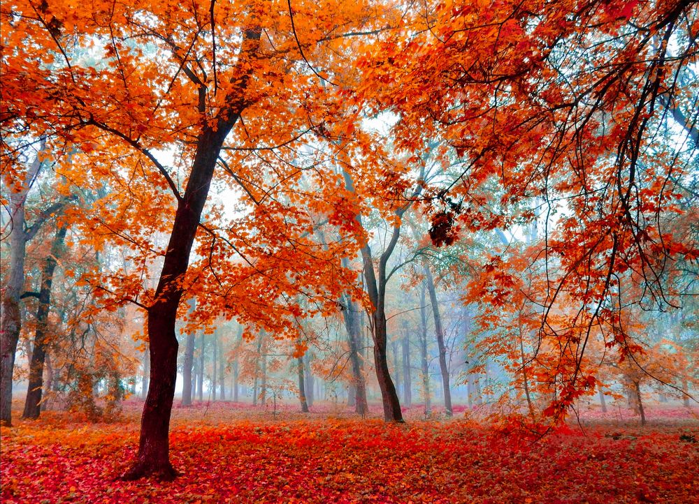 Photograph by Татьяна Слободчикова