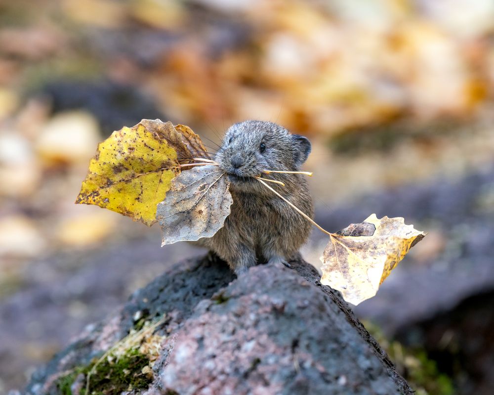 Северная пищуха. Национальный парк "Красноярские Столбы".