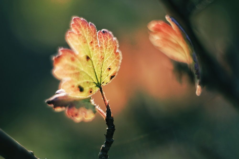 Photograph by Ирина Регинская