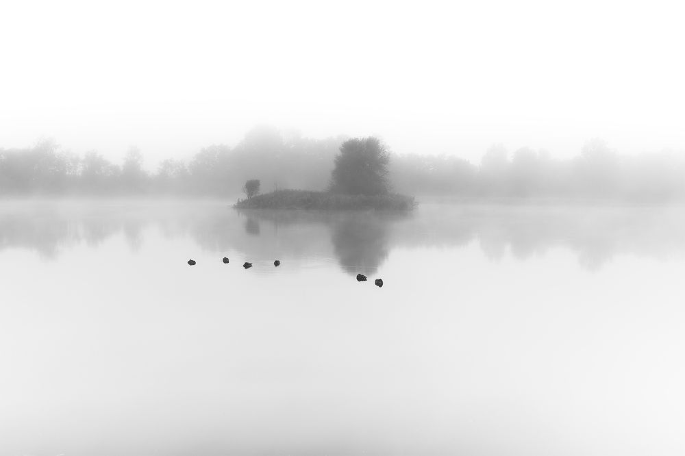 Ducks On The Water, Slovakia