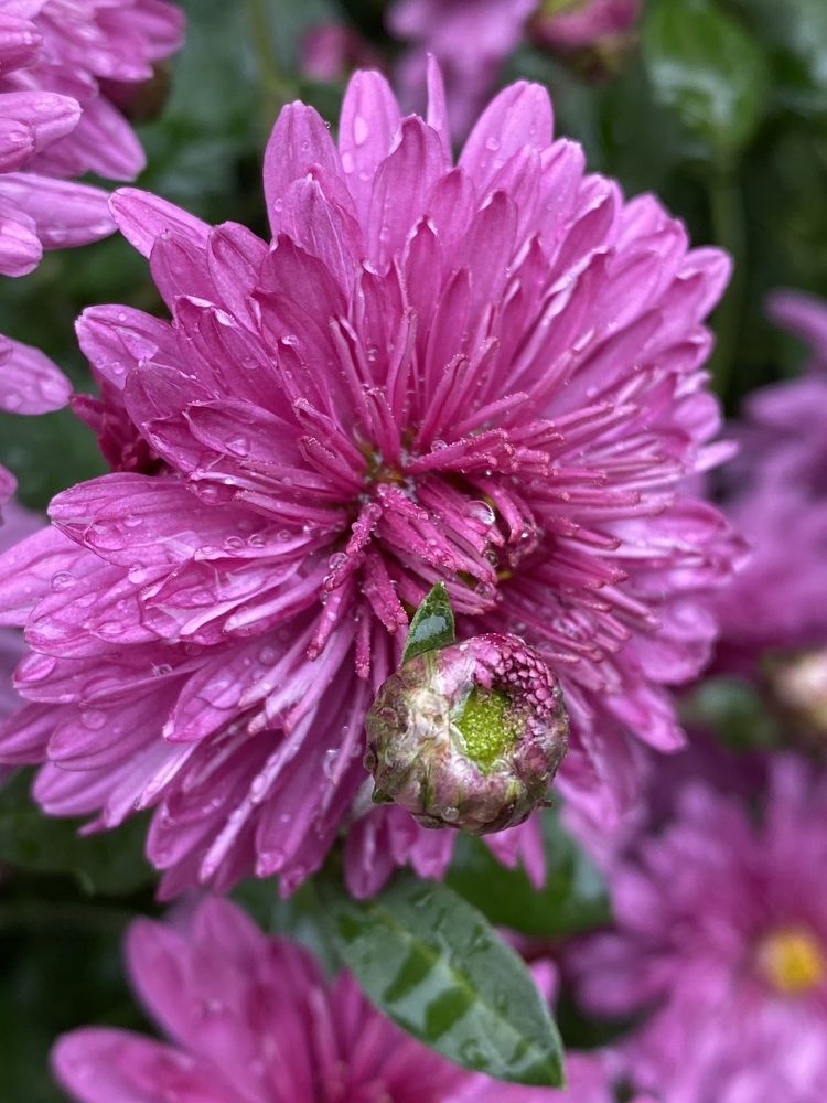 После дождя