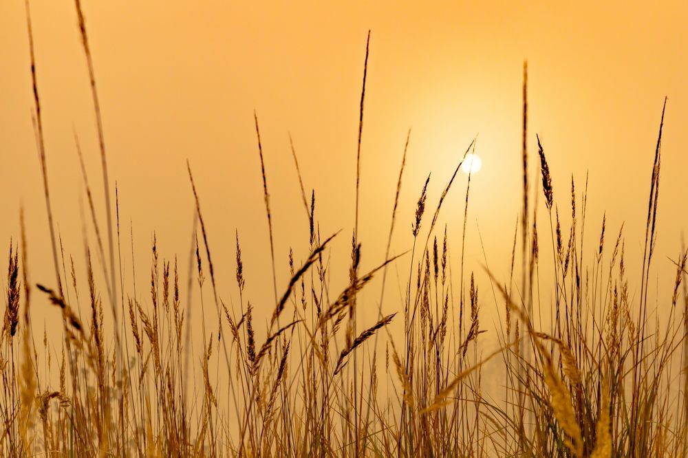 Лаконизм восходящего солнца