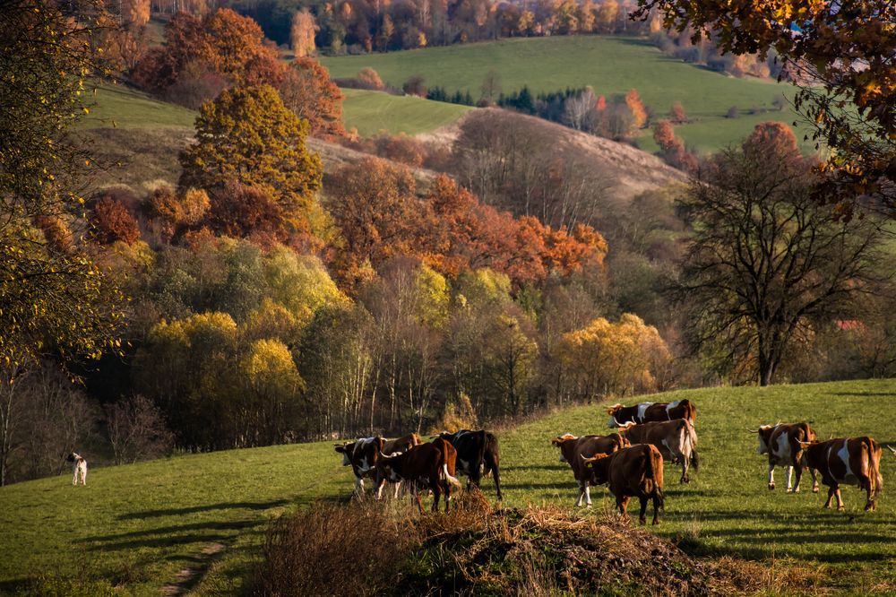 Photograph by Istvan Labancz