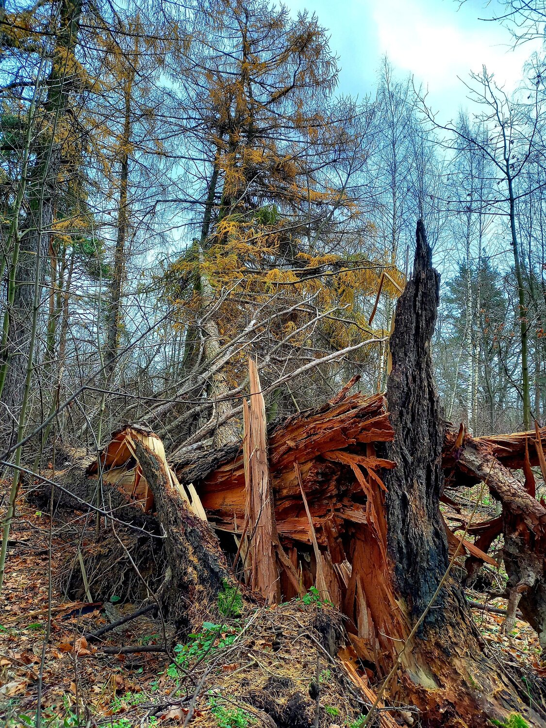 Photo #9685100