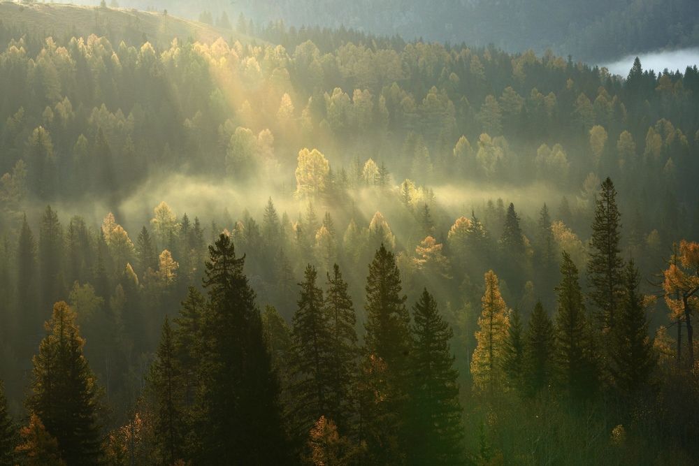 Первые лучи