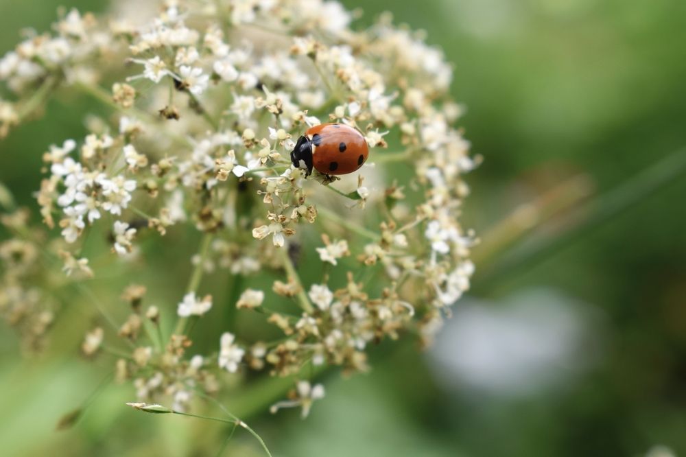 Божья коровка