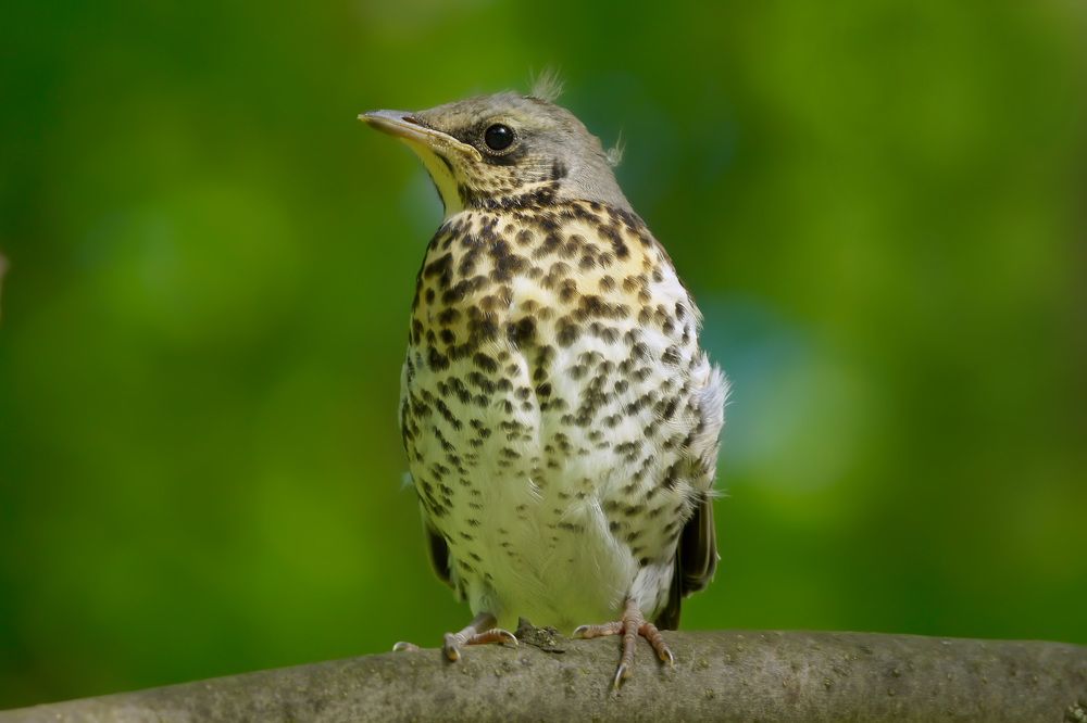 Photograph by Дейнекина Галина