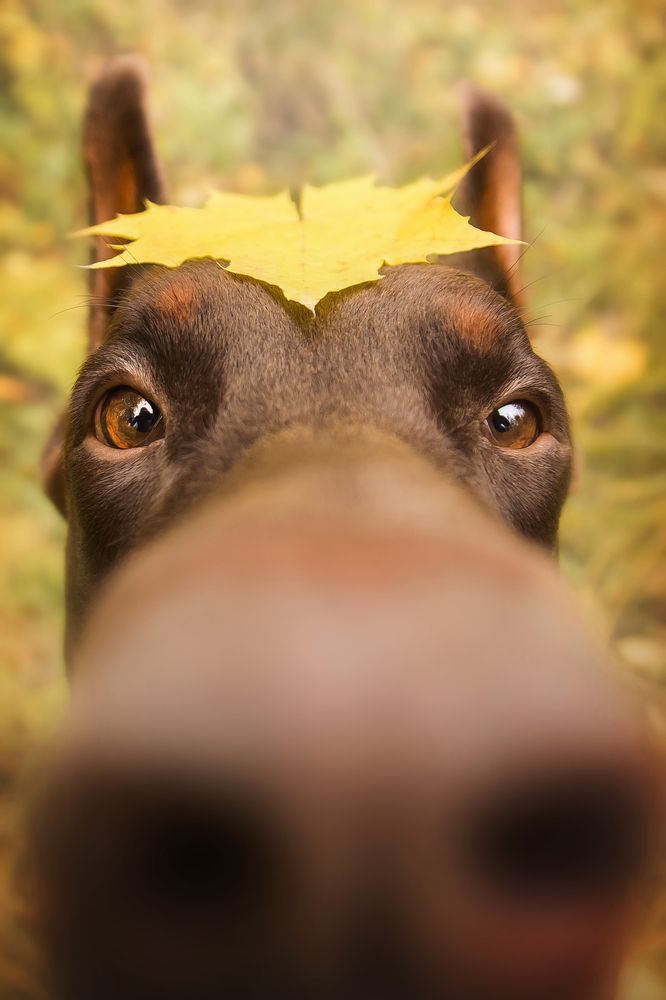 Photograph by Виктория Мамаева