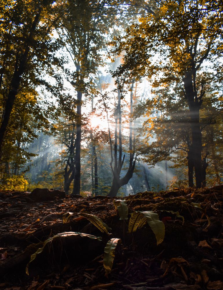 Фотография автора Mohammad amin Naderloei