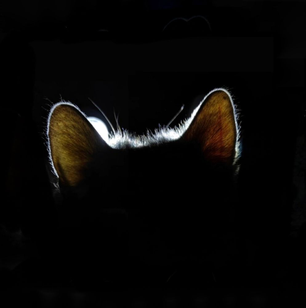 Фотография автора Марина Алексеевская