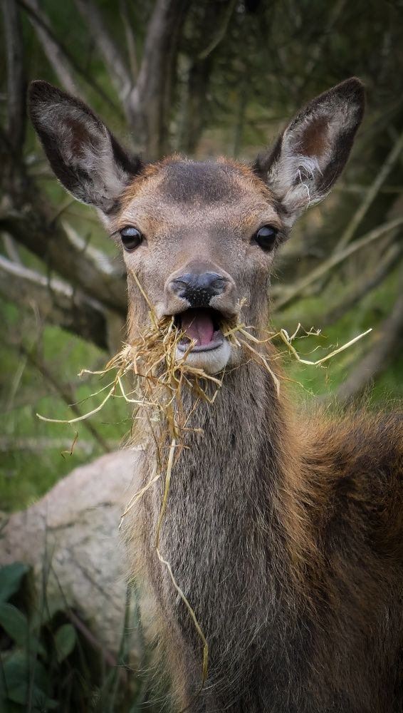 Фотография автора Michael Gault