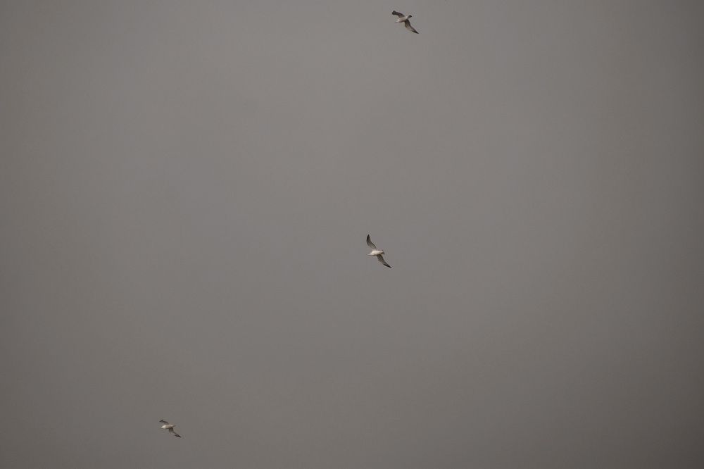 Photograph by Elvira