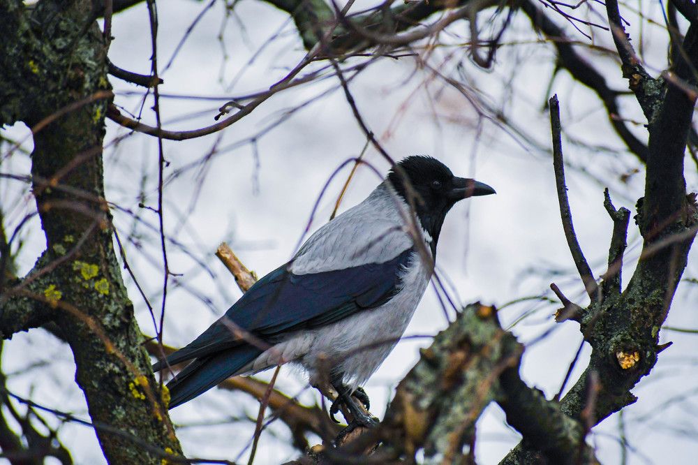 Photograph by Алексей Поляков