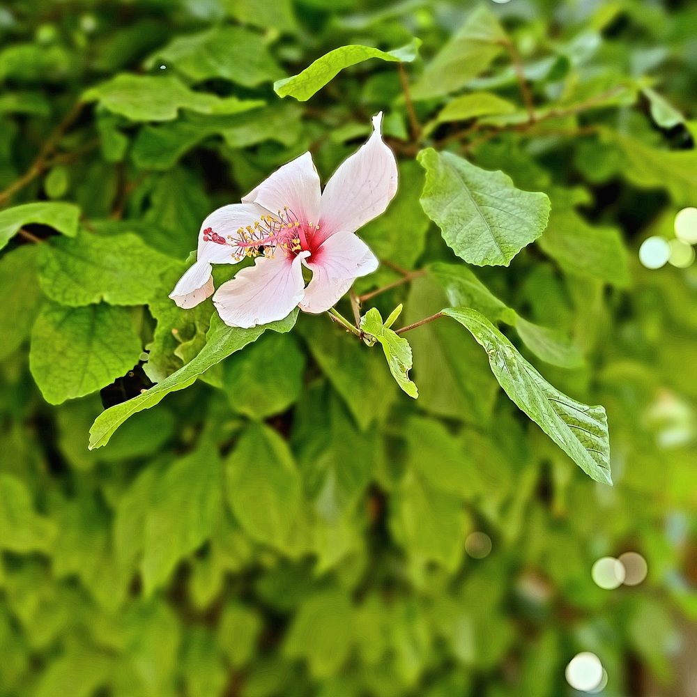 Photograph by Ahmed Fawii