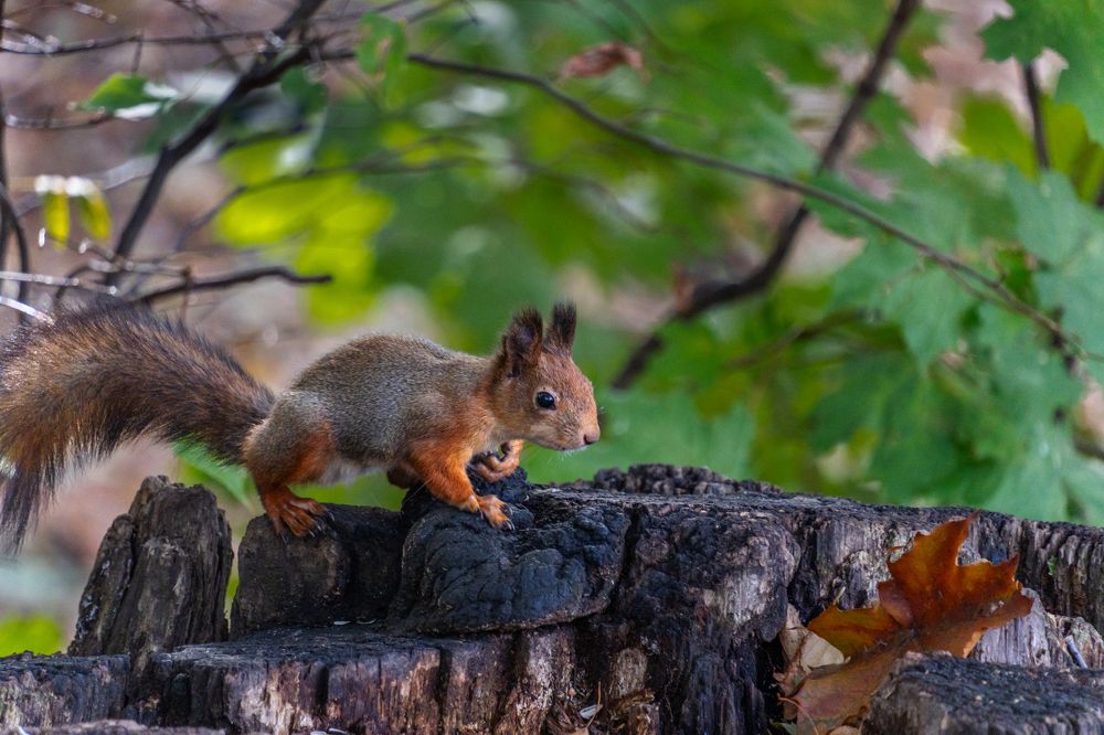 Photograph by Курлянцев Алексей