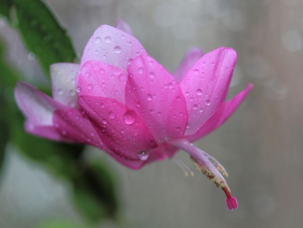 Фотография автора Кухта Мария