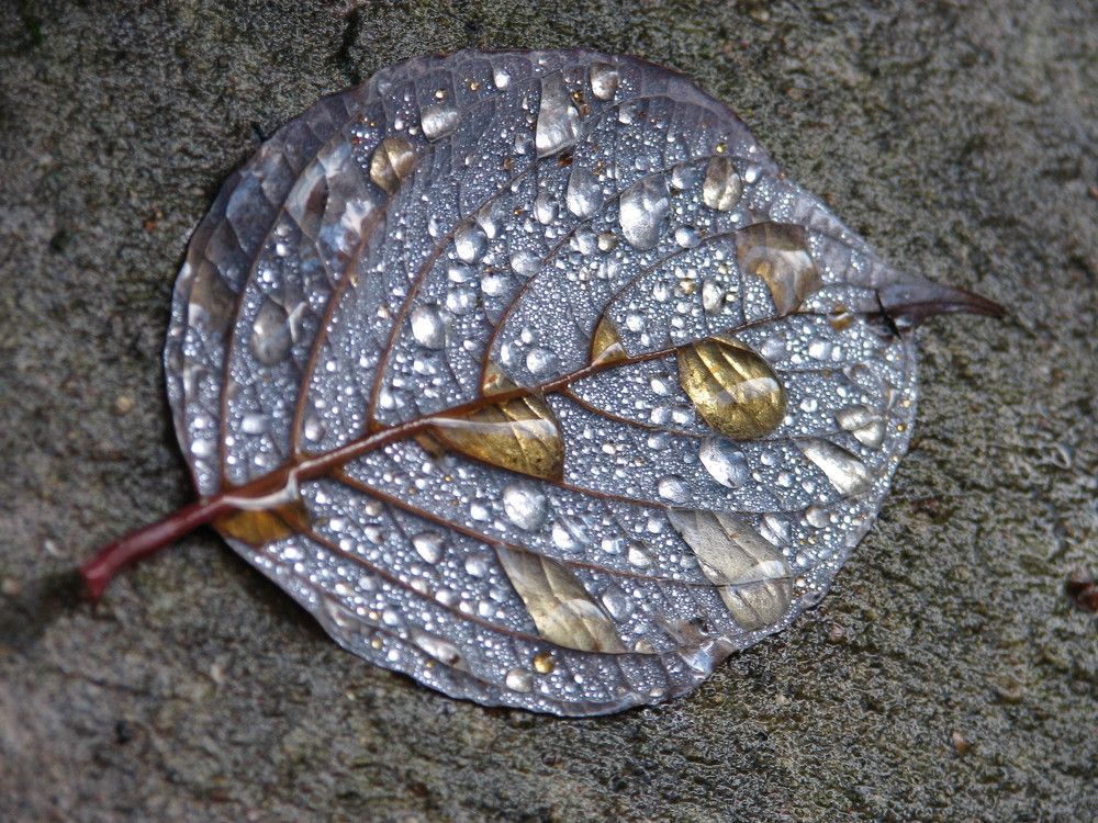 Photo #9685862