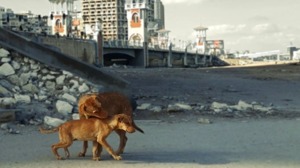 Photograph by Ahmed Fawii