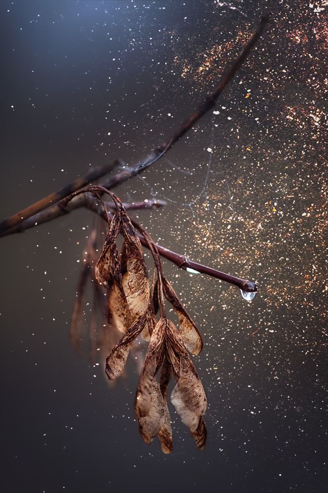 Photograph by Сивенок Елена