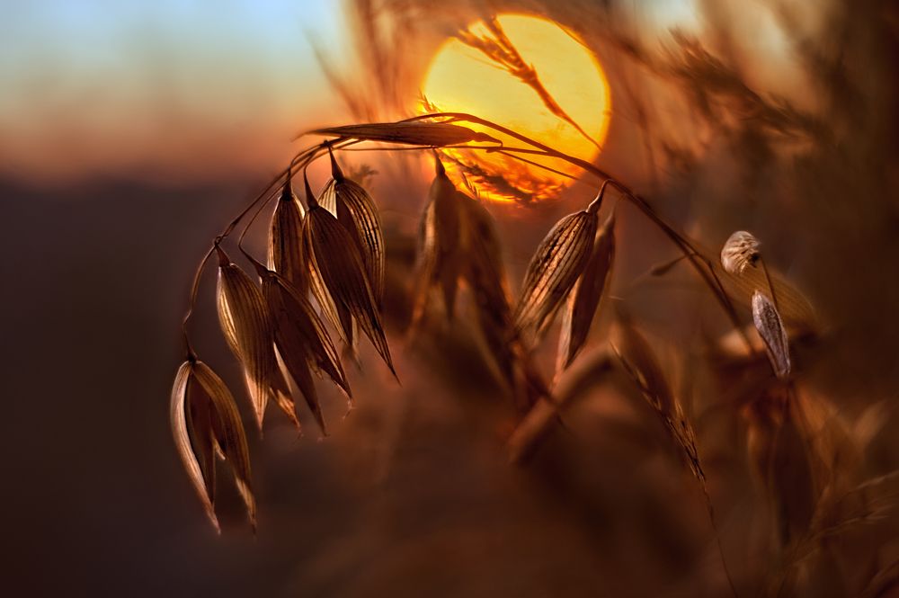 Photograph by Сивенок Елена