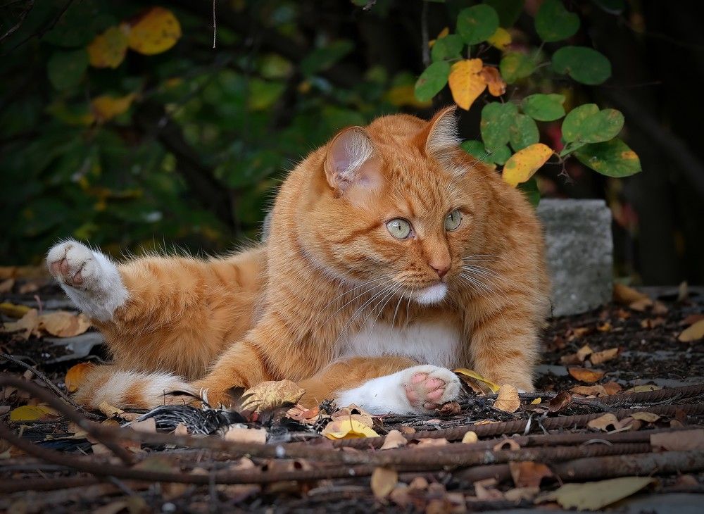 Photograph by Светлана Юрьевна Елагина