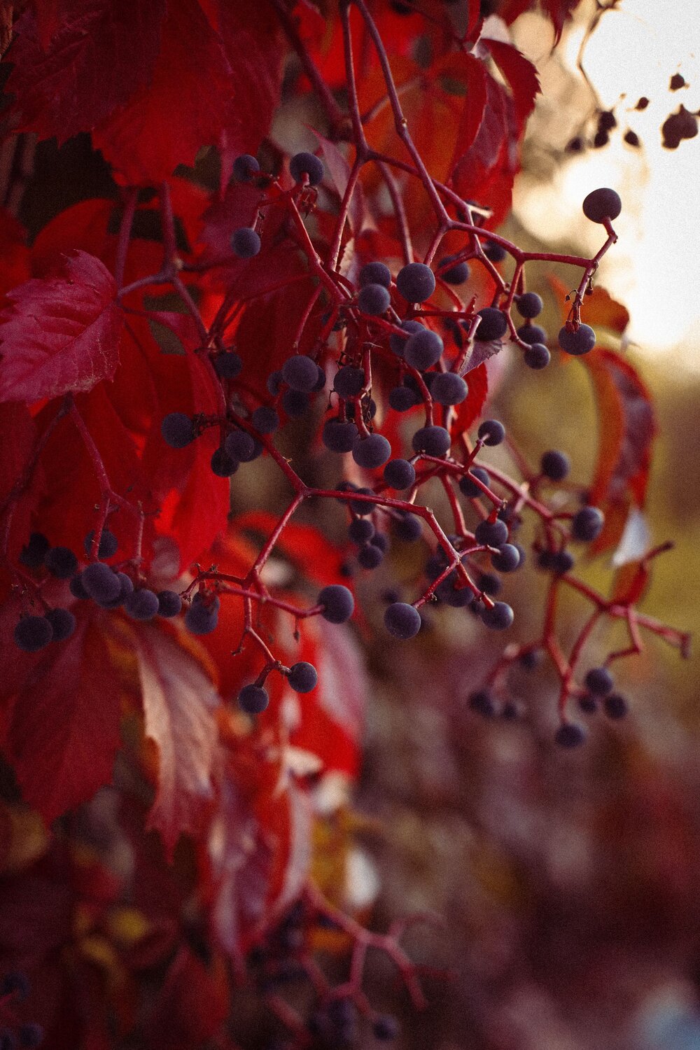 Photo #9686017