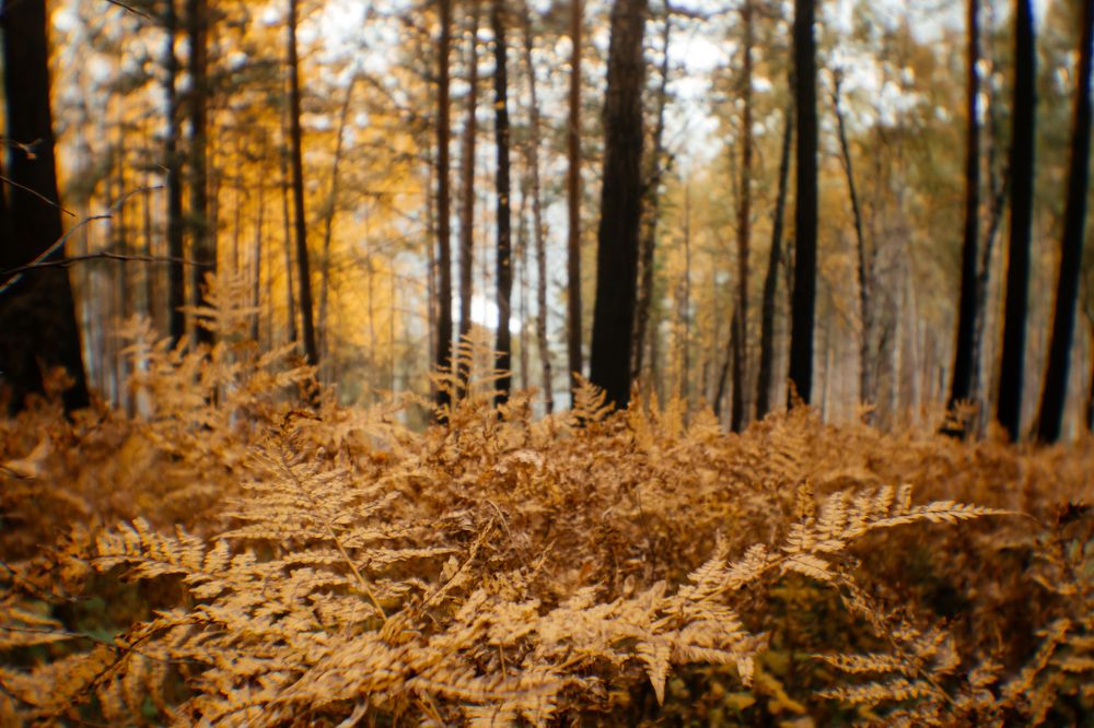 Photograph by Корчагина Оксана