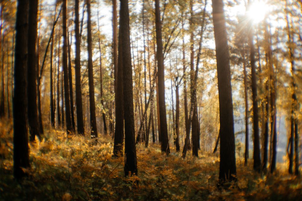 Photograph by Корчагина Оксана