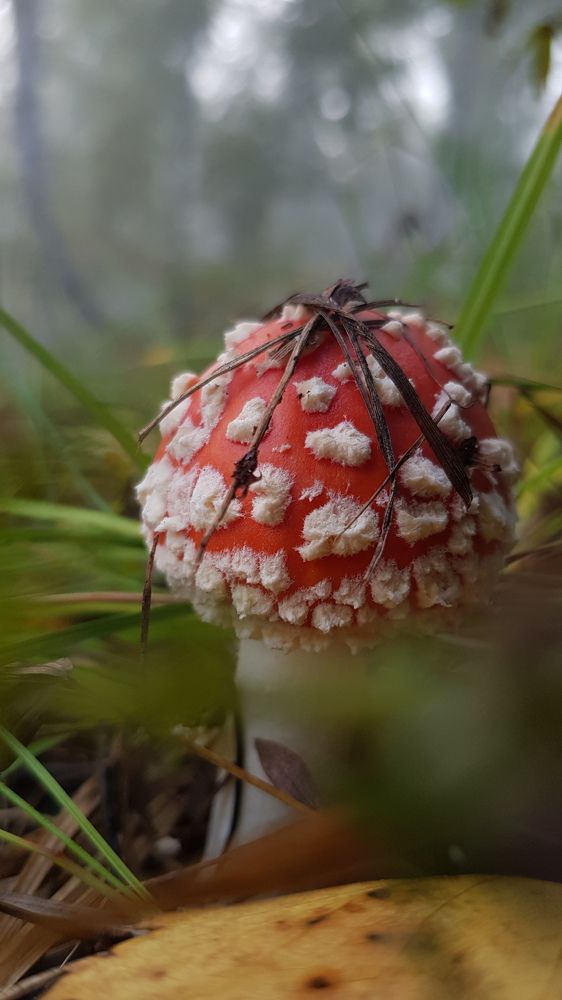 Его Величество Мухомор