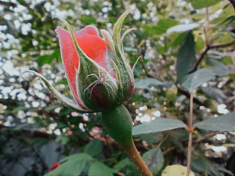 Фотография автора OXANA MARSOVA