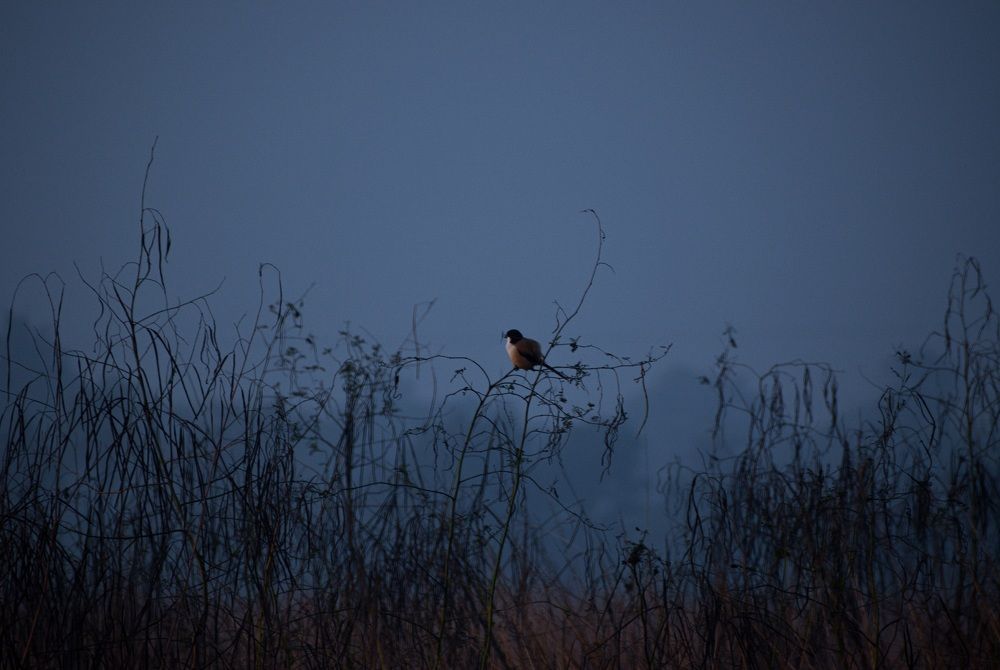 Photograph by Sanchari Nag