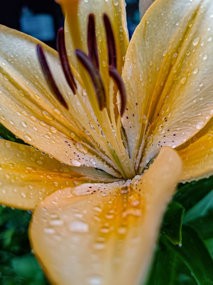 Фотография автора OXANA MARSOVA