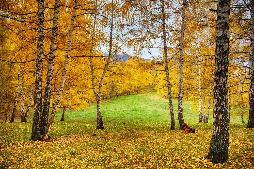 Отговорила роща золотая...