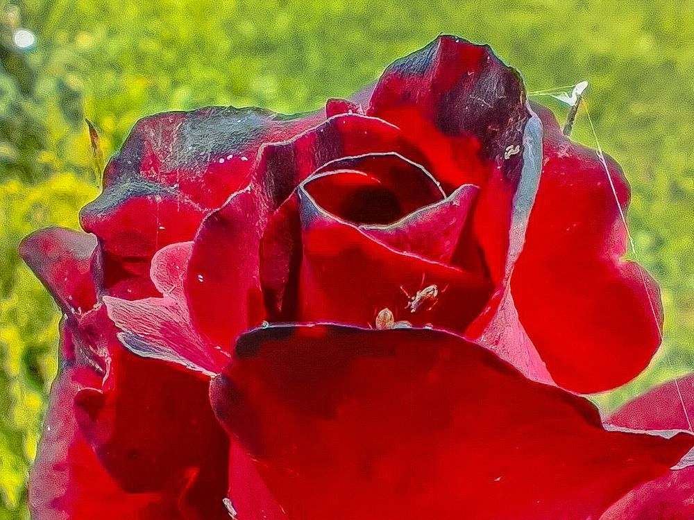 Фотография автора OXANA MARSOVA