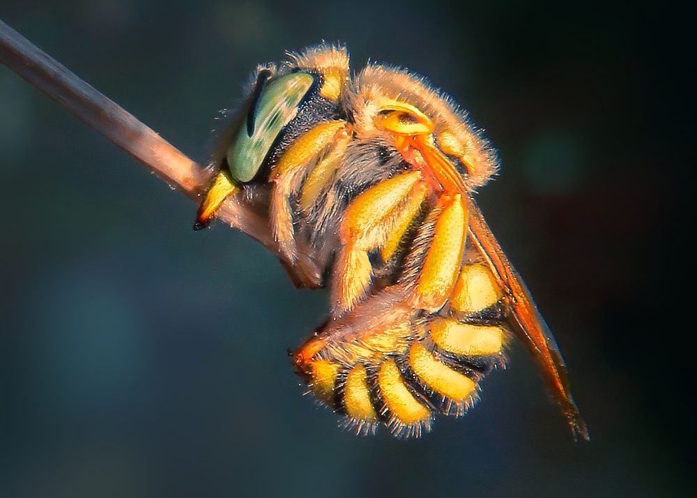 Photograph by Amin Ghaffarian