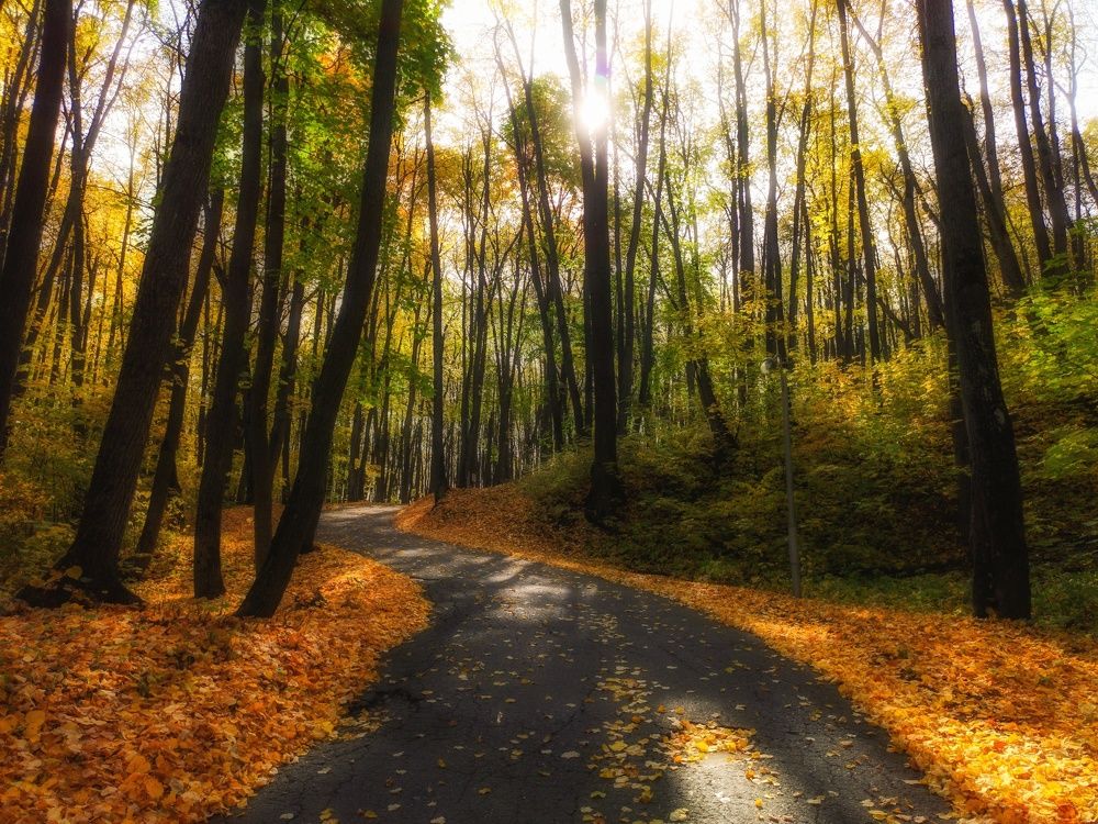 Фотография автора Александр Андреянов