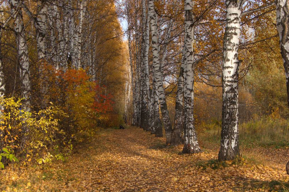 Photograph by Ирина Вассерлауф