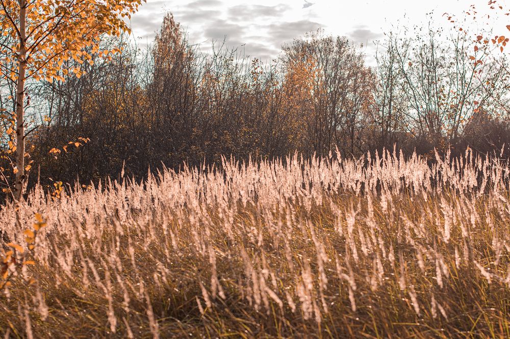 Фотография автора Светлана Дроголюбова