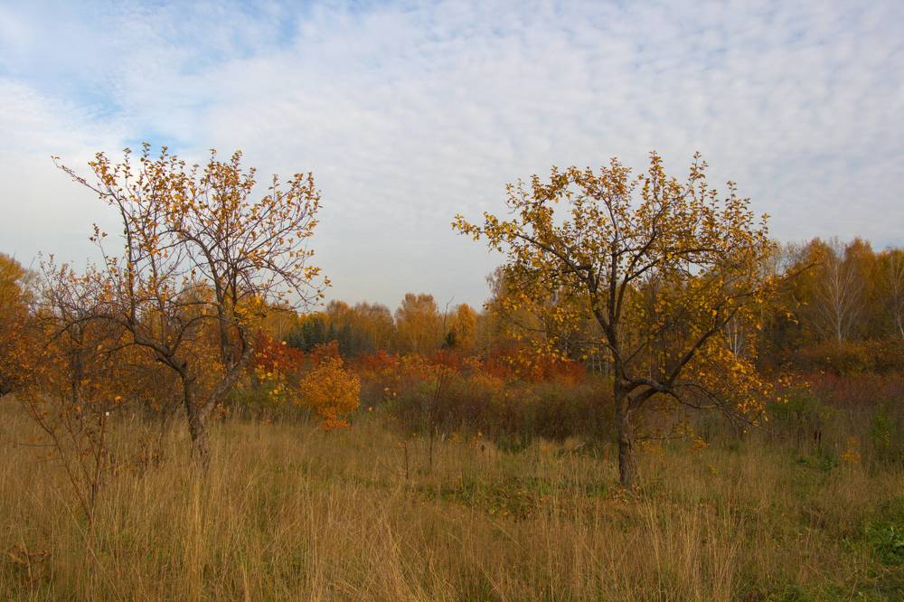 Палитра осени