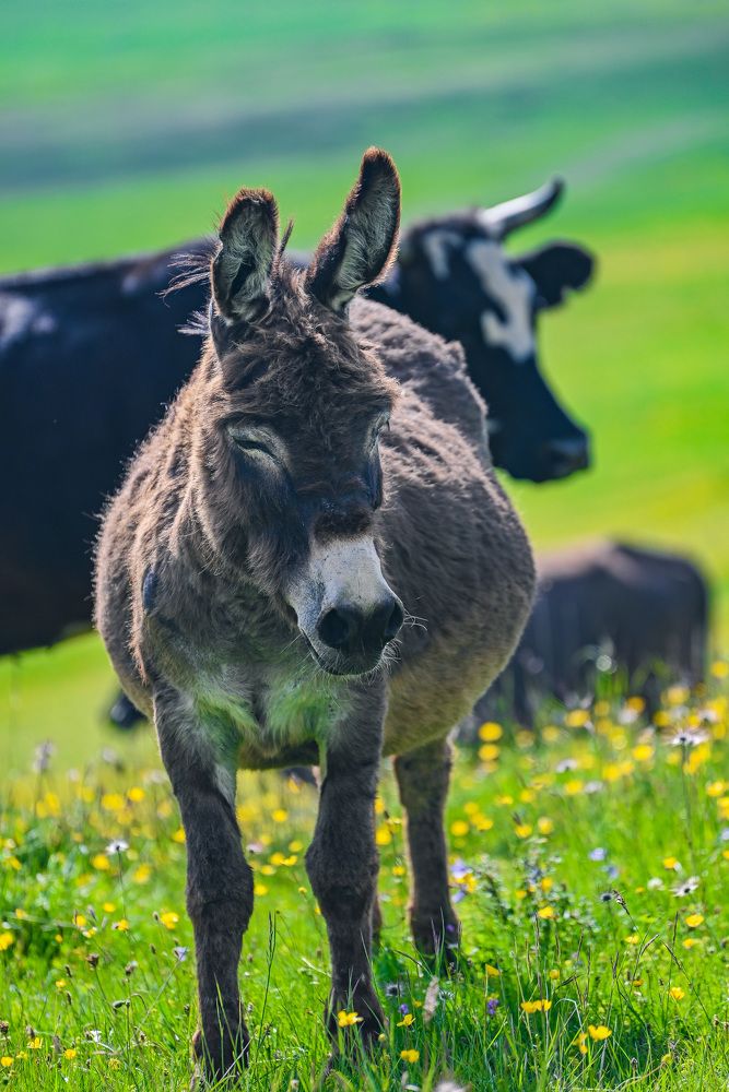 Photograph by Инна Гаджиева