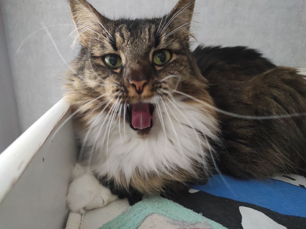 Фотография автора Елена Драко