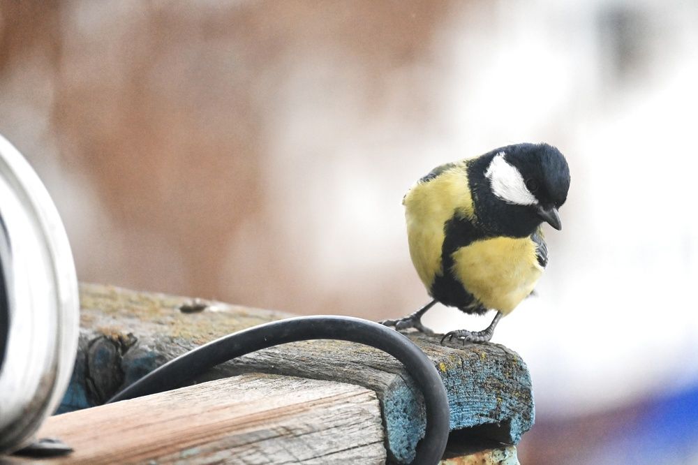 Фотография автора Ola La