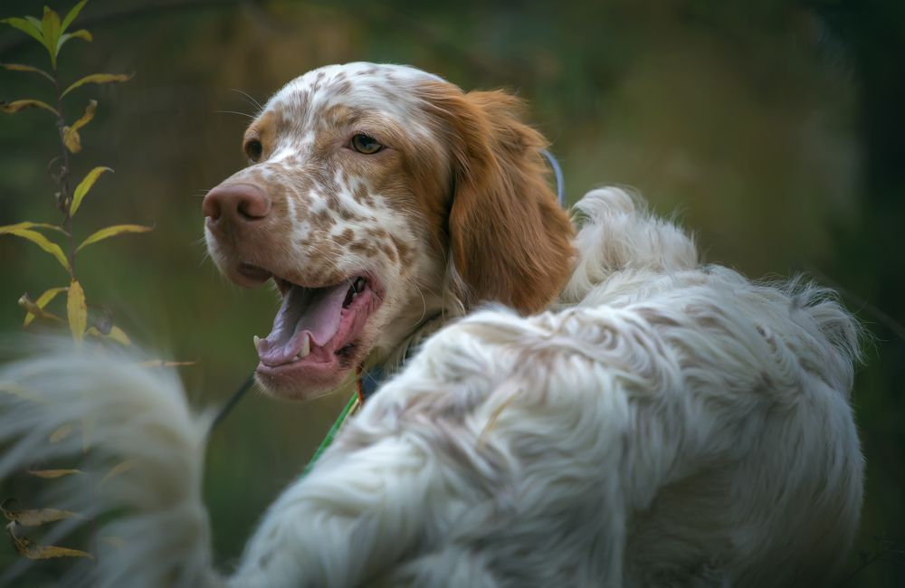 Photograph by Александр Чибиркин
