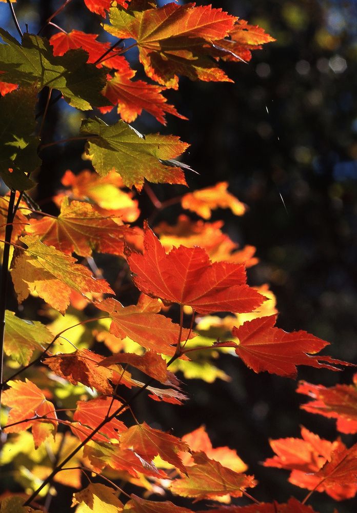 Photograph by Paolo Mola