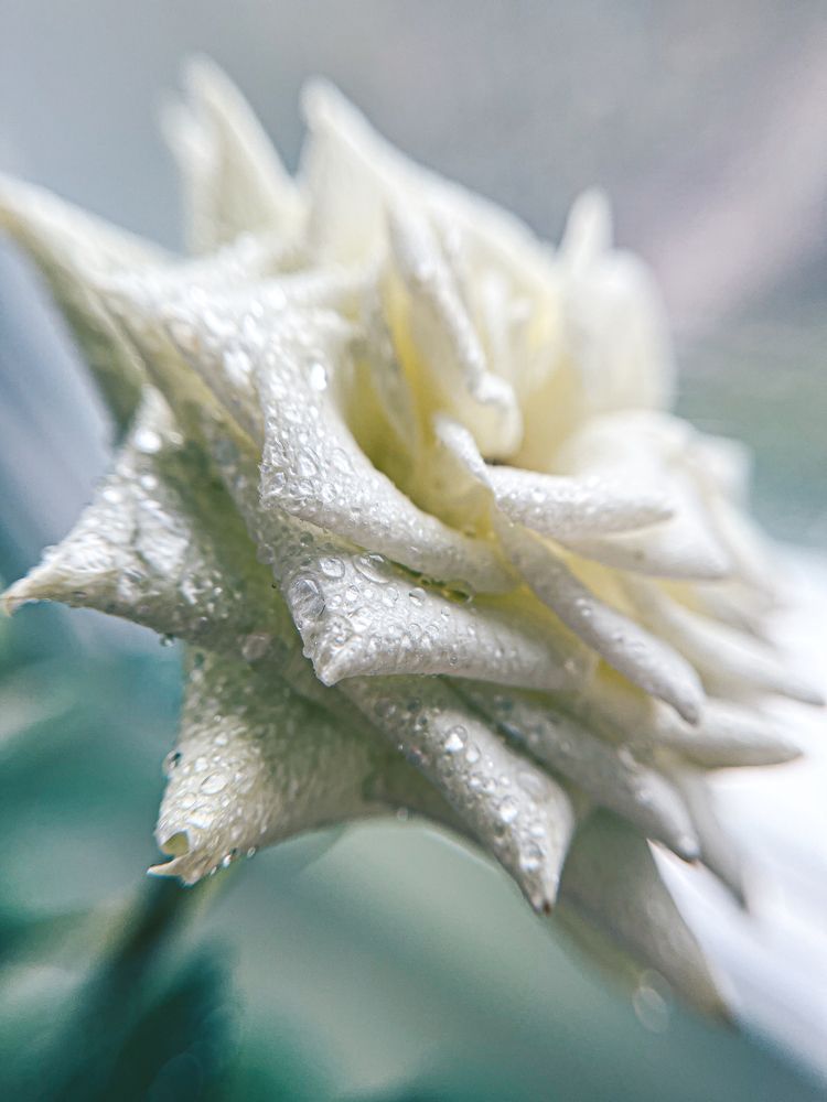 Фотография автора Светлана Сергеевна