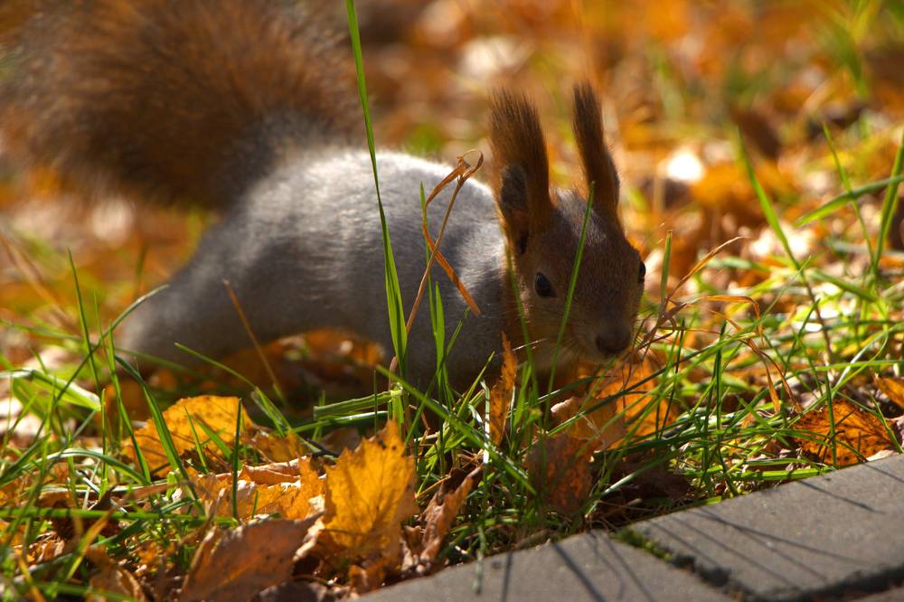 Photograph by Ирина Вассерлауф