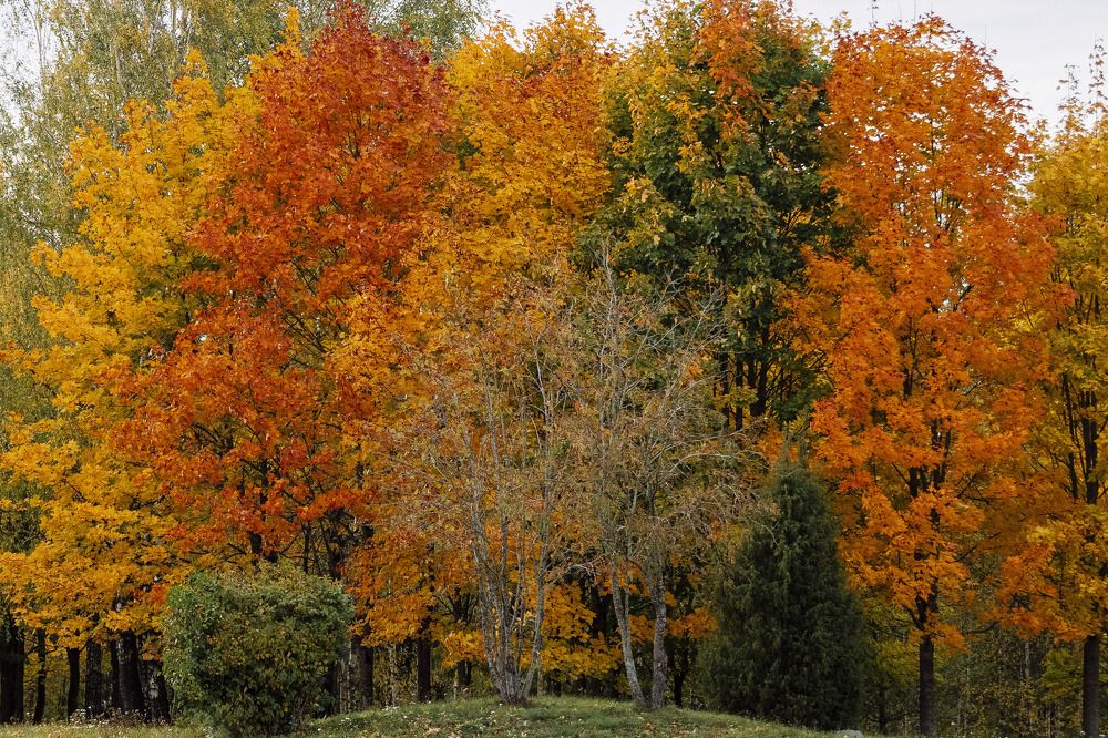 Фотография автора Ольга Никанович