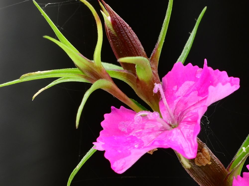 Photograph by Николай Абакумов